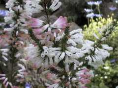 botanic.jp Ericol