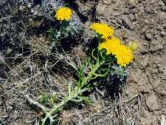 plants.montara.com Ericon