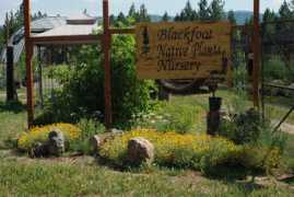 blackfootnativeplants.com Erilan