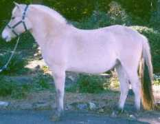 fjordhorse.com Erixon