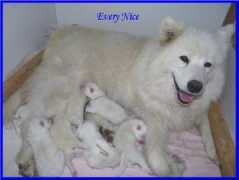 samoyede-artic-cobaka.com Erkhan
