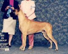 cilkagreatdanes.tripod.com Erlich