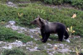 gaianews.it Ernico