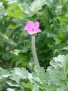 botanic.jp Eroman