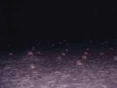 daisenking.net Esica