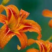 photoforum.ru Esipova