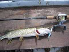 Esox