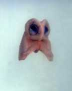 anne.esperet.free.fr Esperet