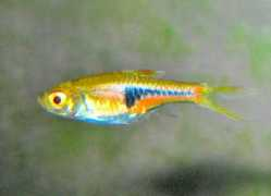 Espes