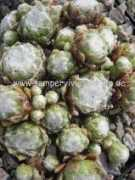 sempervivumgarten.de Esselina