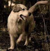 Esterre