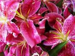 pontosdevistas.net Estrelado