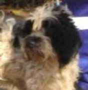 tierschutzverein-santorini.de Estrellia