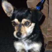 tierschutzverein-santorini.de Estrellia