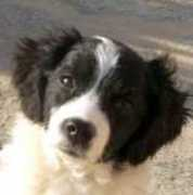 tierschutzverein-santorini.de Estrellia