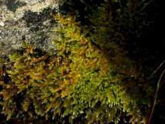 mataventures.com Estrop