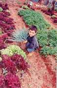 agriculturaurbana.org.br Estrutural