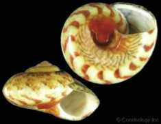 gastropods.com Ethalia