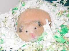 Ethen
