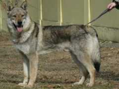 Ethenia