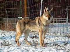 Ethenia
