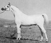 Etola