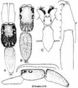 Eugenei