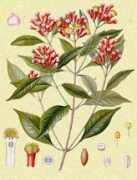 thais.it Eugenia
