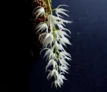 orchidsonline.com.au Eugenii