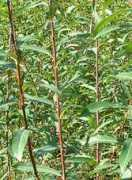 bluestem.ca Eugenii
