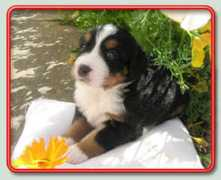 sennenhund.sk Euridika