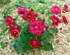 ozarksgardens.com Europeana