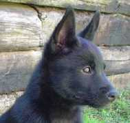 Evalle