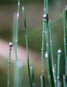 nefern.info Evari