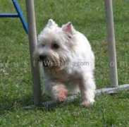 westieinfo.com Evellin