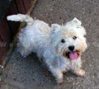 westieinfo.com Evellin