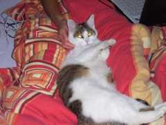forum.cats.sk Evellina