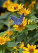 butterfly.ucdavis.edu Everes