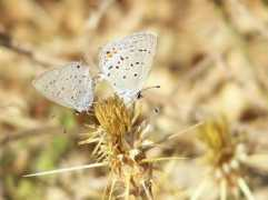 butterfly.ucdavis.edu Everes