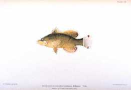 Evermann