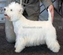 westieinfo.com Eweline
