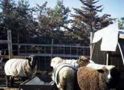 rmncsba.org Ewes