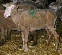 sheep101.info Ewes