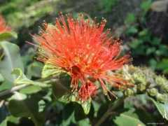 Excelsa