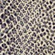 davidtextiles.com Exenia