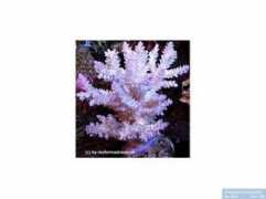 reeflex.net Exquisita