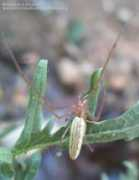 biodiversidadvirtual.org Extensa