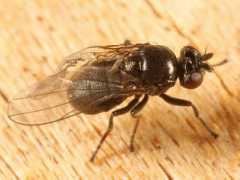 bugguide.net Extera