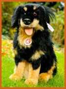 hundeforschung.de Eysel