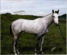 equisport.ru Ezda